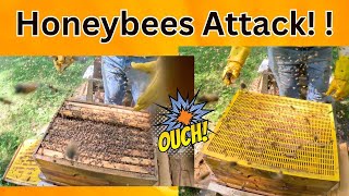 August = Aggressive Honeybees | Beekeeper Attacked
This was by far the worst Ive ever experienced while working bees. I know we are in a dearth, so theyre hangry. I stopped, and ended up going back another day. Phew is all I have to say.
Thanks for watching. Like & Subscribe to follow the Journey,
Brian
Website: castlehives.com
Join this channel to get access to perks:
https://www.youtube.com/channel/UCPEQQyeEozoYNX_itnGfo3g/join
Below are Links to some of the Equipment and Products that I use in the Apiary at Castle Hives. Looking for the best wax dipped boxes on the market, try Wax Dipped Boxes from Natures Image Farm. Look no further than Lorob Bees for your Vaporizer, amazing customer service and products. Looking for a supplement, try Hive Alive. The number 1 rated supplement. Use code BRIAN10 to get 10% off HiveAlive supplement and HiveAlive fondant. Looking for an Insulated Hive, look no further than Apimaye.
Lorob Bees Vaporizer: VCRVT23G to save 5%
Hive Alive: Code BRIAN10 to save 10%
Apimaye Insulated Bee Hives: https://apimayeusa.com/CastleHives
Wax Dipped Boxes: https://www.naturesimagefarm.com/castlehives
Timeline:
0:00 - Intro
0:15 - Plan for Day
1:30 - Inspections Start w/ Angry Bees
4:05 - Another Day
5:02 - Inspections
9:31 - Recap
Equipment Used to Film:
GoPro Hero 12 Black with DJI Mic
Edited with Final Cut Pro X
Tags:
#beekeeping #ohiobeekeeping #beekeeper #ohiobeekeeper #honeyBees #CastleHives #hiveinspection #apimaye #hivealive #lorobbees #beekeeping2025 #bees #backyardbeekeeping #apiary #honey #beethelighthouse #beethechange #savethebees #beekeepingvlog
@jeffhorchoff @NaturesImageFarmGregBurns @MikeBarryBees @aCanadianBeekeepersBlog @brucesbees @628DirtRooster @YappyBeeman @JCsBees @BohemiaBees @whitehouseonthehill @Thebeeconnection August = Aggressive Honeybees | Beekeeper Attacked