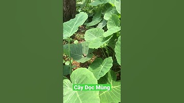 Cây Dọc Mùng để nấu canh chua #nôngdân #nôngsản #tâybắc #câycối #DọcMùng #CanhChua