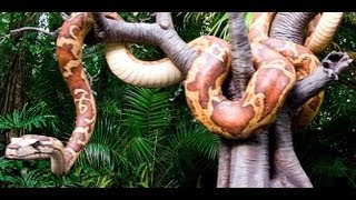 Walt Disney Worlds The Jungle Cruise On Ride Pov Hd