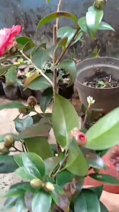 bunga camelia imfor