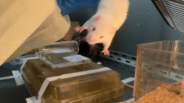 Mouse Tail Vein Injection Tutorial