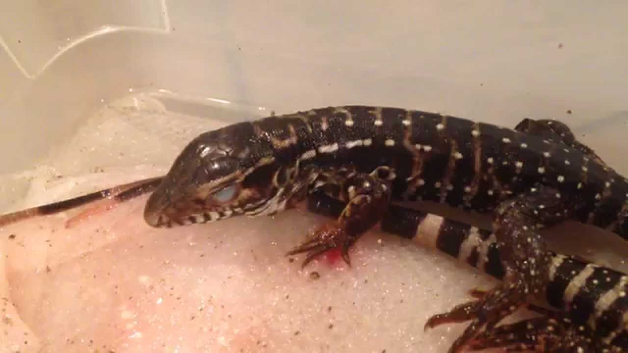 leopard print Beautiful New Baby Tegu Morph - Red x Blue HET Albino