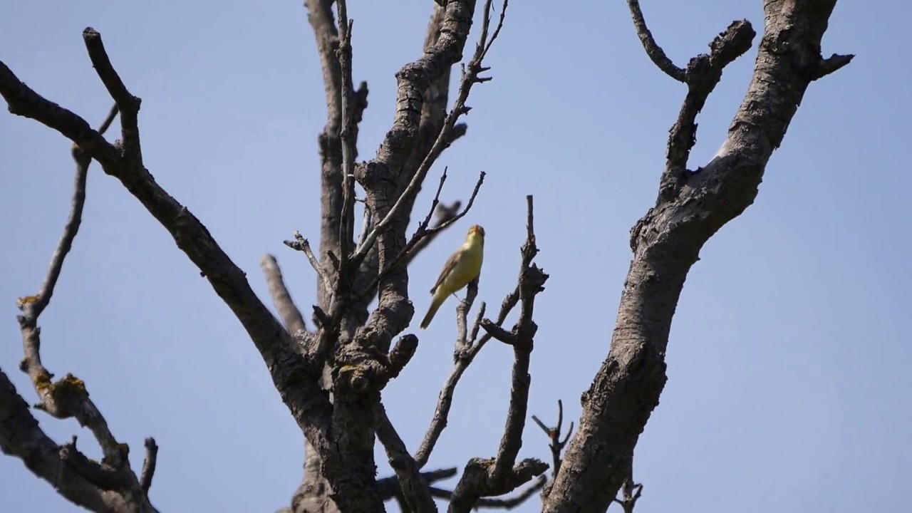 This Melodious warbler lives up to its name.  (HIPPOLAIS POLYGLOTTA)