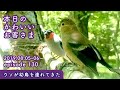 『ウソがめちゃかわいい幼鳥を連れてきた』2019/08/05-06 本日のかわいいお客さま