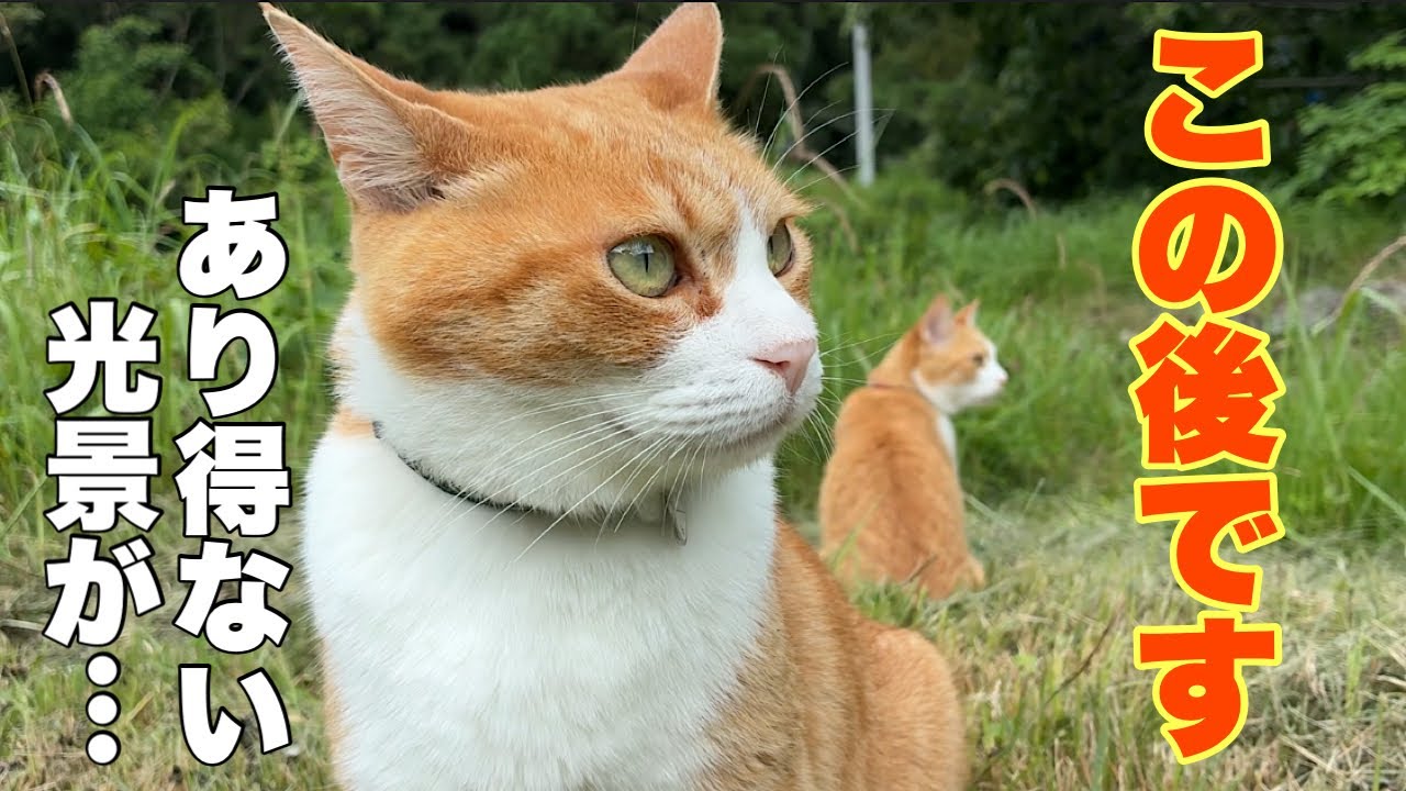 I Couldn't Believe My Eyes… What the Cat Siblings Found Deep in