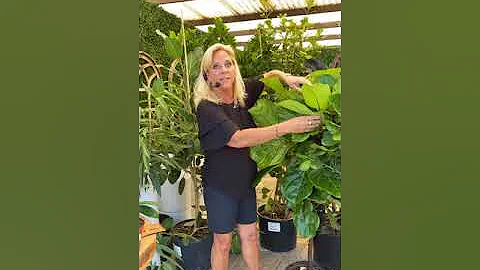 Happy Hour Garden Coach Series: Indoor Plants with...
