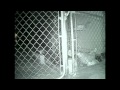 Bobcat grabs my chicken right out of the coop