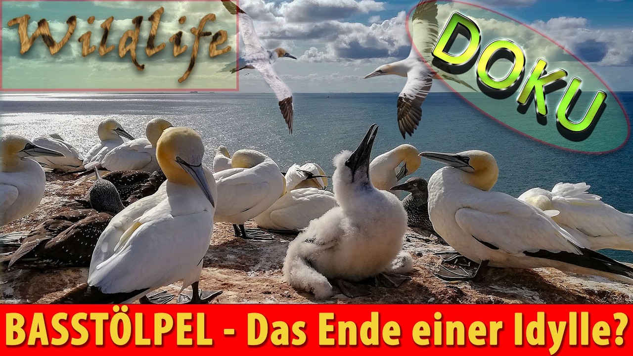 BASSTÖLPEL auf Helgoland: Zwischen Kinderstube und Plastikfalle | Doku