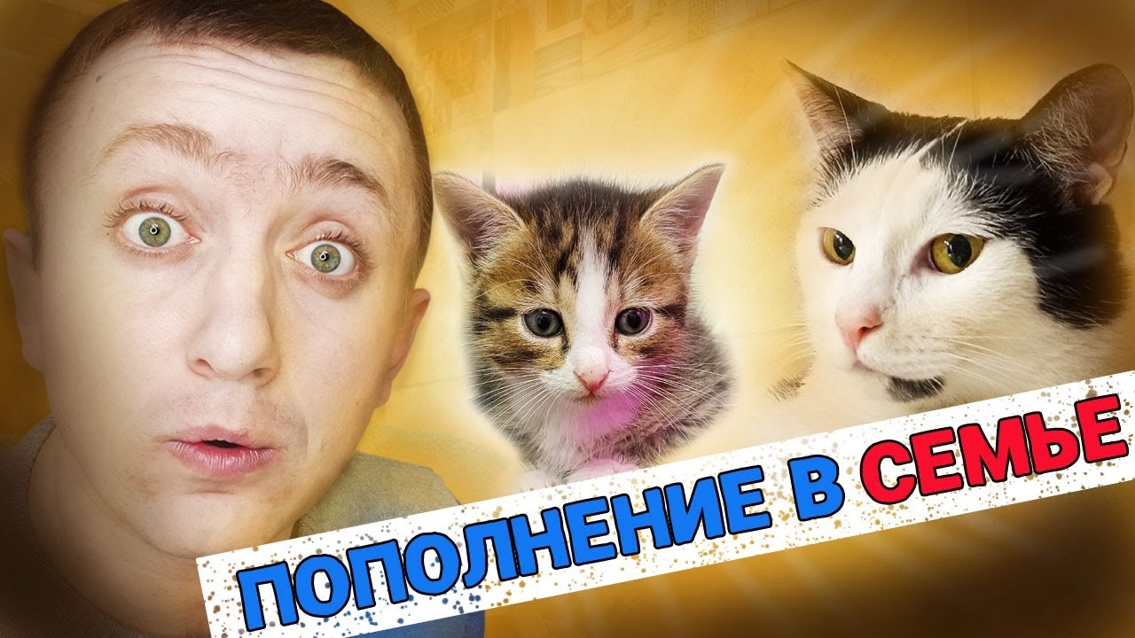 Взял котенка с улицы. Как прошел первый день, реакция Маркиза на нового ...