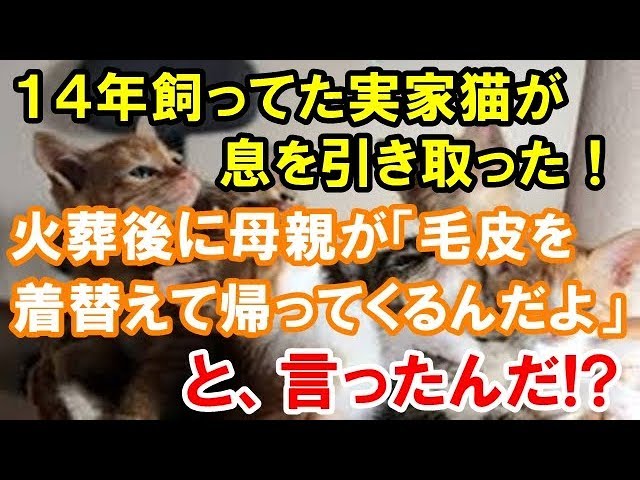 衝撃 不思議 14年飼っていた実家猫が息を引き取った 火葬後に母 毛皮を着替えて帰っておいで すると Youtube 衝撃 不思議 14年飼っていた実家猫が息を引き取った 火葬後に母 毛皮を着替えて帰っておいで すると Youtube