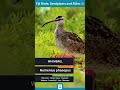 Whimbrel