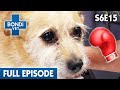 Tiny Dog Savaged In Brutal Fight 😱| Bondi Vet Season 6 Ep 15 | Bondi Vet Full Episodes | Bondi Vet
