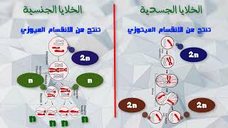 الكروموسومات و المعلومات الوراثية - أحياء - الصف الاول الثانوي
