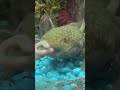 Don’t eat me again!!! #axolotl #walkingfish #shorts #fyp