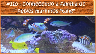 Conhecendo a família de peixes Tang