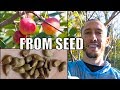 How To Grow An Apple Tree From SEED to FRUIT 🍎! In 3 YEARS!!