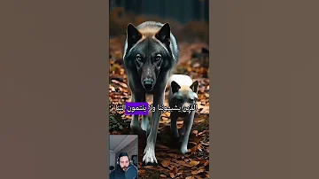 قصة الذئب مع صغيره Reels قصص رفيوهات Reelsvideo اكسبلور اقتباسات حكم 