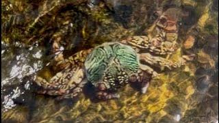 Found amazing crab color on a rock at Koh Reachbot in Cambodia #crab #animals 