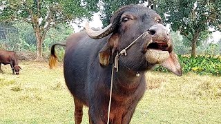 Buffalo Sound By Tobibul (Animal Sounds)