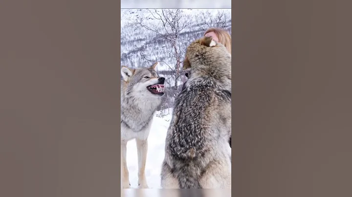 Lead Wolf Attacks Lower Ranking Wolf - DayDayNews