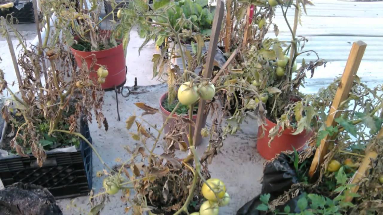 Producción de alimentos en espacios periurbanos I