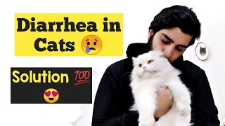 How to Treat Diarrhea in Cats and kittens |  Diagnose Diarrhea in Cats | Remedies for Cat Diarrhea