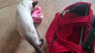 Balonese kitten tries to pack her flamingo by Red Richardson 17 views 3 years ago 1 minute, 18 seconds