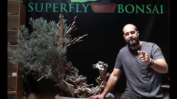 Mauro Stemberger - Massive Sierra Juniper at Superfly Bonsai