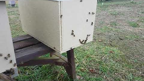 Double 3 frame mating nuc mid winter update. Honey bee feral swarm will be my woolie bs queen line.