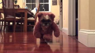Cute Shih Tzu Dog Teddy Bear Costume Ewok Star Wars