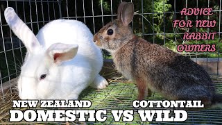 COTTONTAILS VS DOMESTICATED/ ADVICE FOR NEW RABBIT OWNERS
