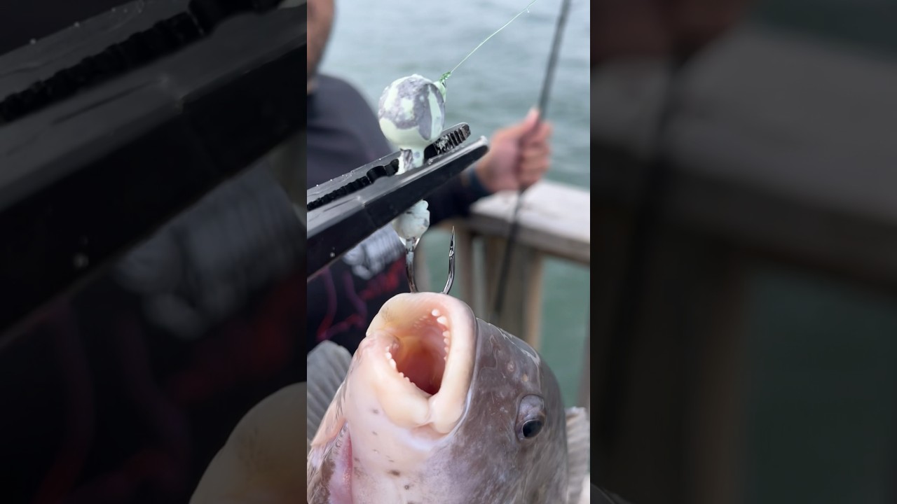 The 🦷 on this thing!!! 