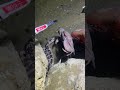 #catchthesea #fishing #rivercrab #beach #deepsea #nature #diving #fish #eel #crab