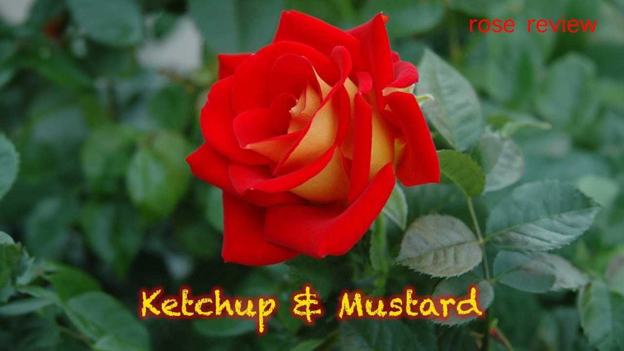 Review Ketchup & Mustard. Rose in pots. Healthy roses in pots. Mass of blooms. Beautiful roses
