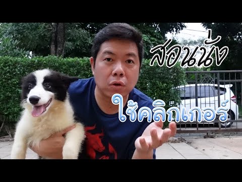 วีดีโอ: สุนัขพันธุ์อะไรที่เหมาะกับฉัน?