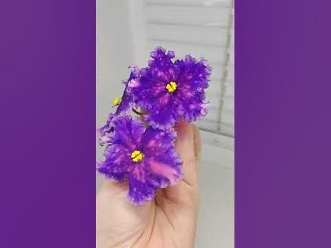 Фиалка ЕК-Капюшон Медузы - YouTube