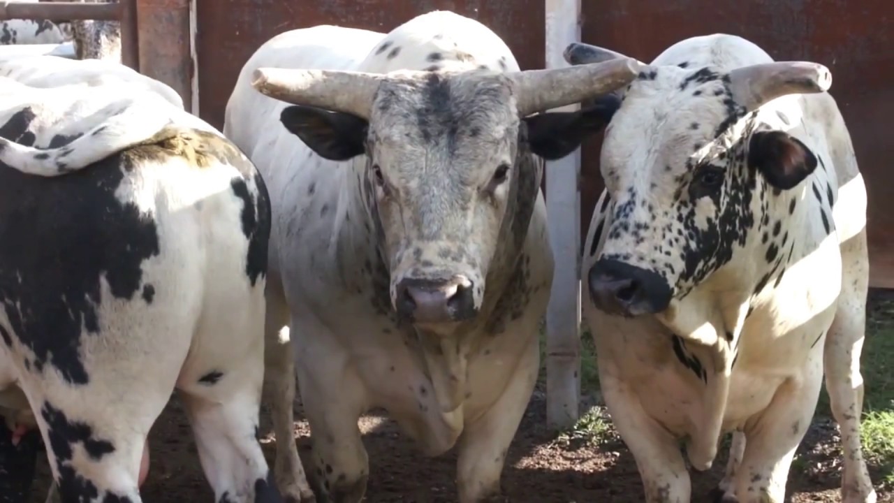GERSON TC NO J BAR W RANCH YouTube gerson-tc-no-j-bar-w-ranch-youtube