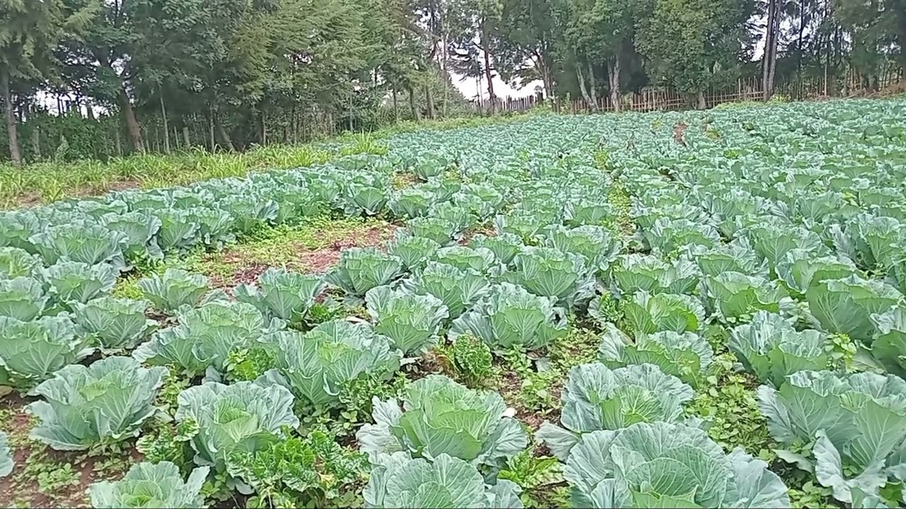  Cabbage Breakthrough: From Seedling to Sale—Buyer secured