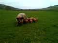 Kunekune litter of piglets