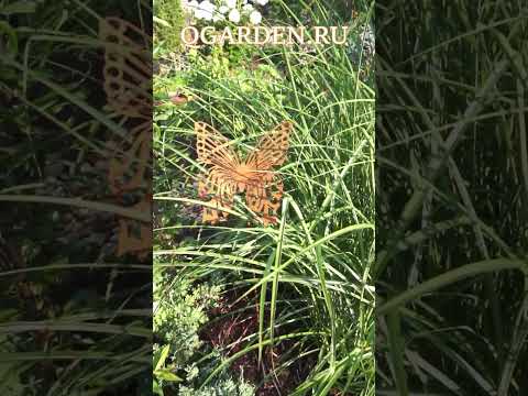 Видео: В градината на пеперудите?
