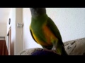 Senegal parrot  does anybody know why she is breathing like this