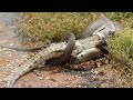 뱀의 무서운 공격력!  Crocodile attack