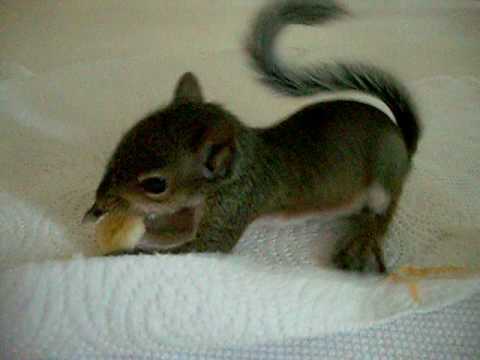 Baby Squirrel Enjoys a Banana  YouTube