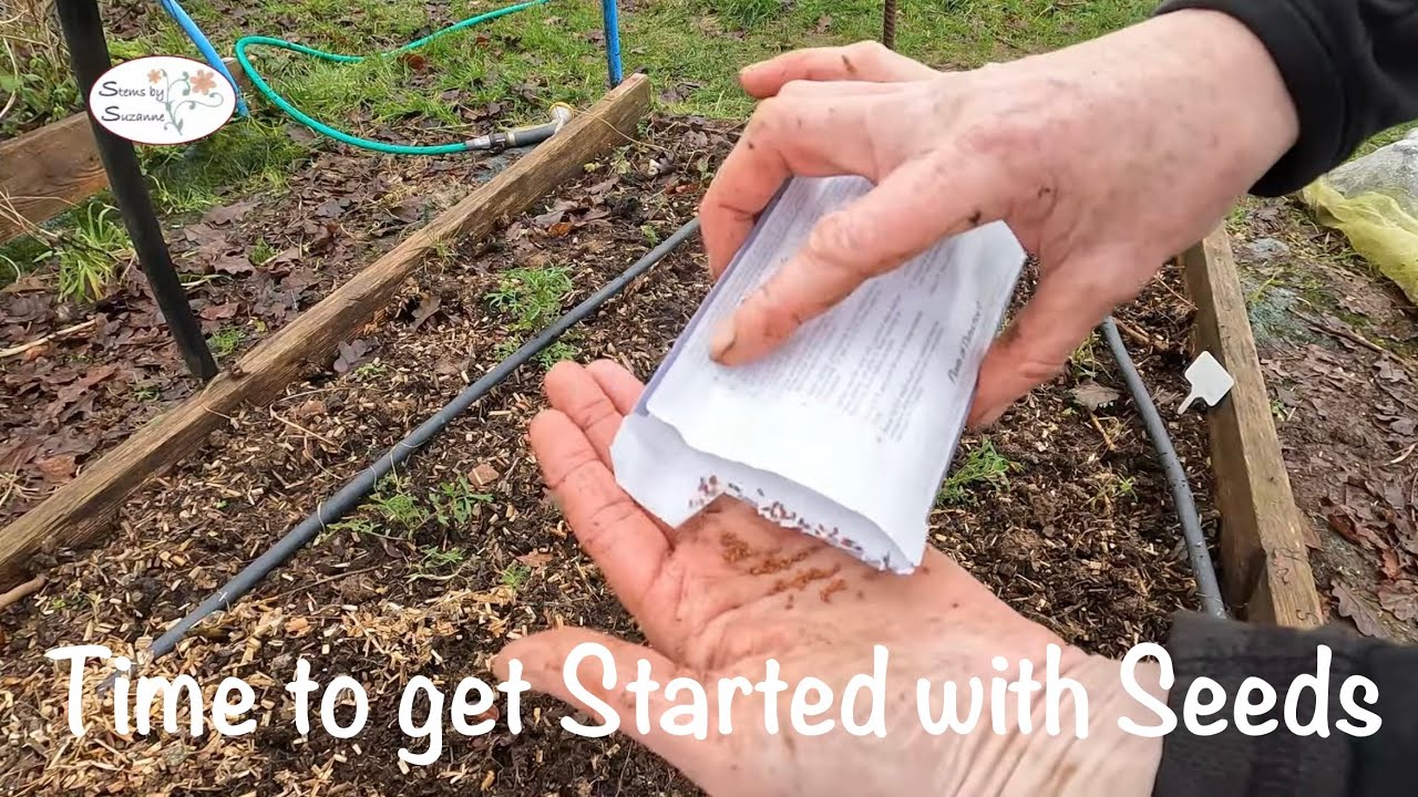 Начало пути - Посев семян, срезанные цветы/стебли от Сюзанны