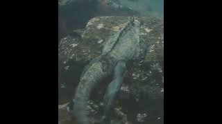 SEH: Морская игуана прогуливается под водой