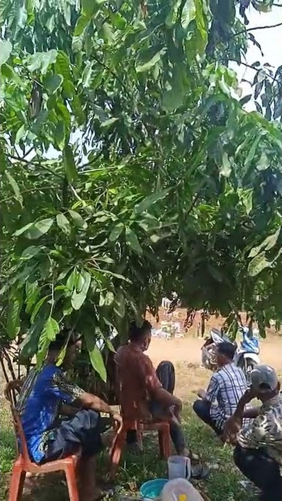 STORY WA HALU VIDEO MENTAHAN LAGI DI TEMPAT ORANG PESTA
