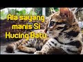 Aktiviti Kucing Batu Timah Dan Timmy Bermain Aktif.  Rescued Wild Asian Leopard Cat Play with Timmy.