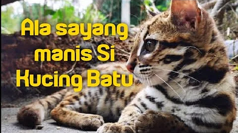 Watch the video about Aktiviti Kucing Batu Timah Dan Timmy Bermain Aktif. Rescued Wild Asian Leopard Cat Play with Timmy.