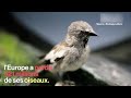 Disparition oiseaux