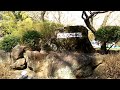 大倉山公園の梅まつり